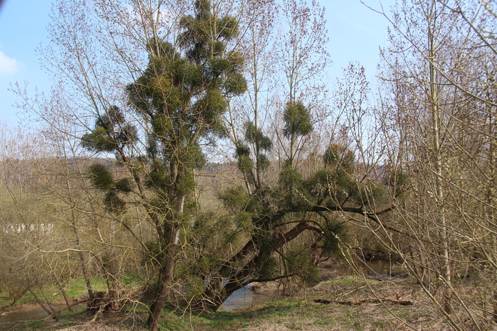 Mistletoe covered tree