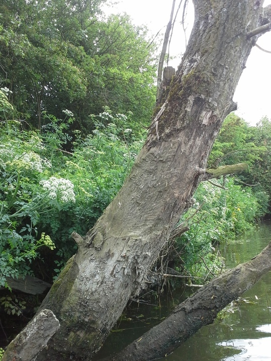 Beaver teeth marks on a tree