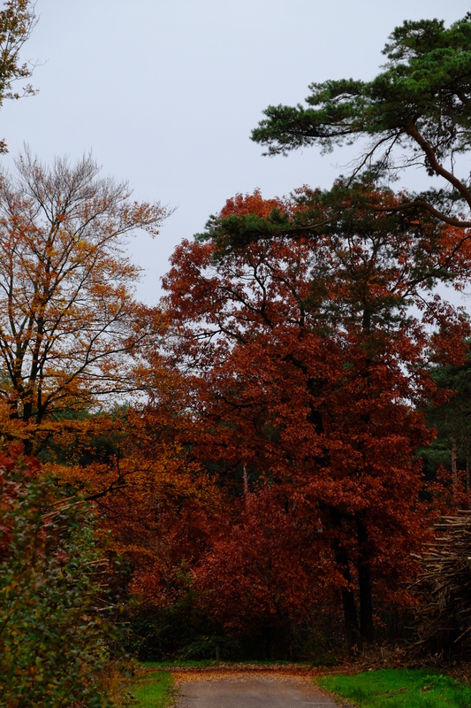 Pin oak in full autumn colour