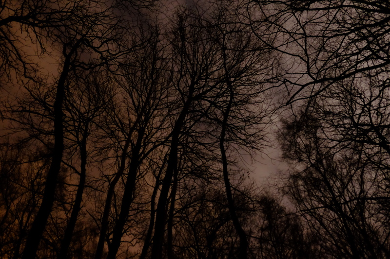 Woods at night
